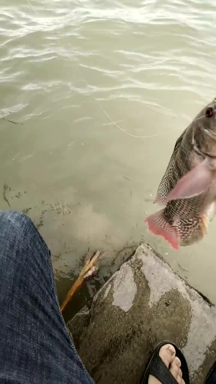 在东莞东江路亚钓鱼使用十克vib钓获大罗非一尾