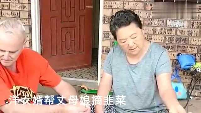 中国丈母娘自己种的韭菜,洋女婿帮忙摘韭菜,一会烙饼给老外吃