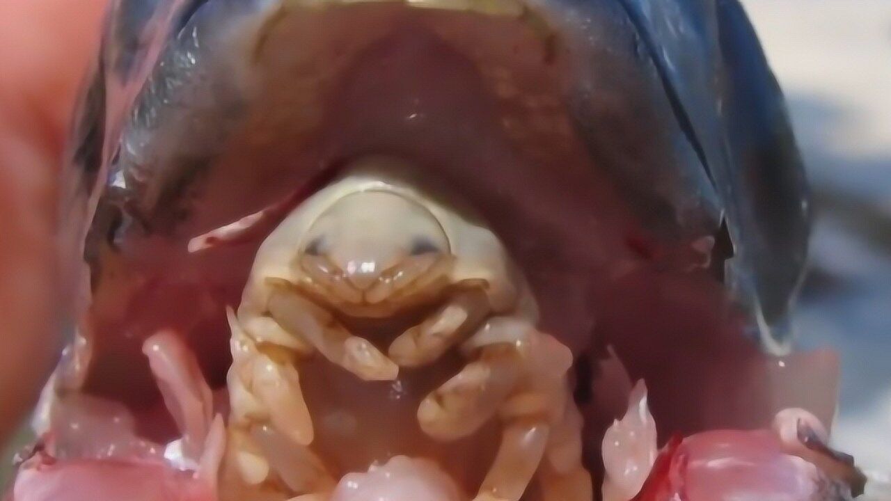 主人在宠物鱼身上拔出超大寄生虫此虫能代替鱼舌头网友好可怕