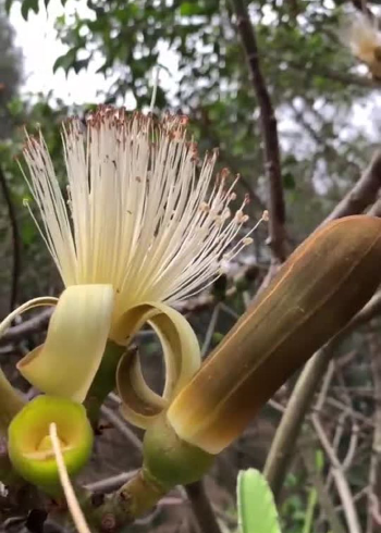 瓜栗开花图片