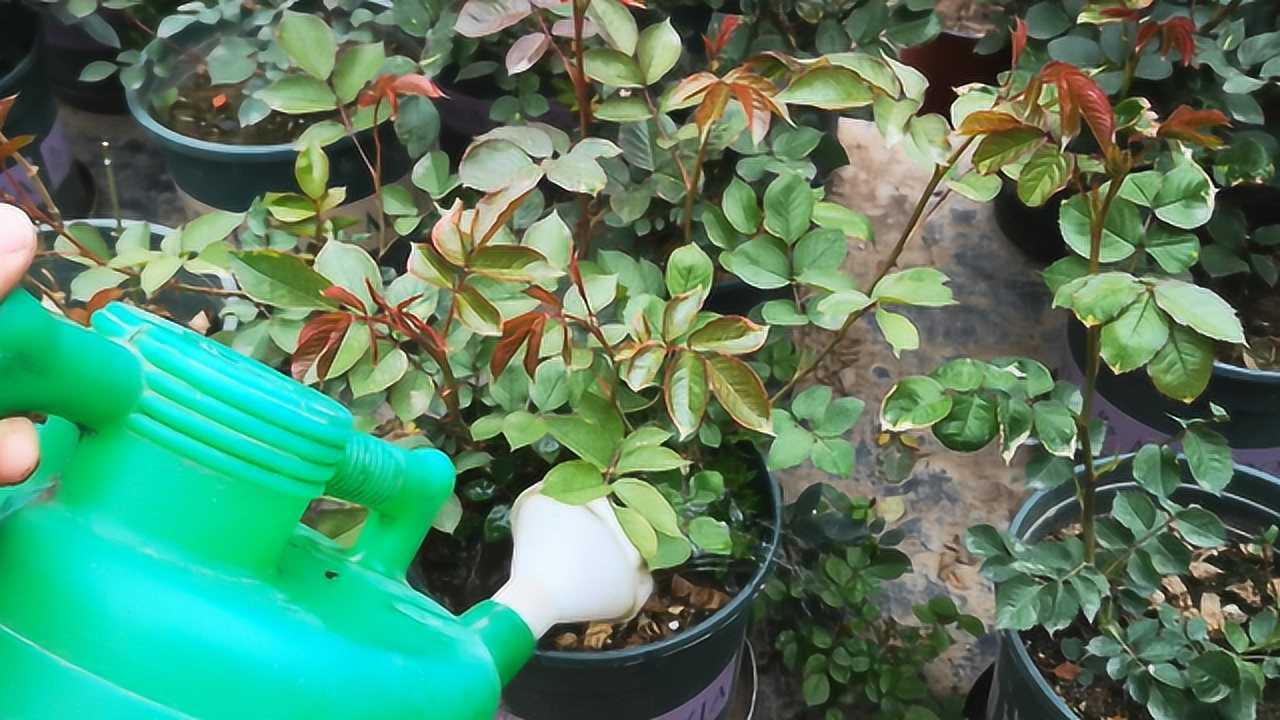 给月季浇水时,为什么不能选择在晚上?什么时候浇水最合适呢?