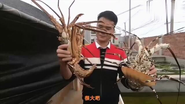 疫情影响之下,4000斤龙虾滞销?探海渔人探访朋友的龙虾池!