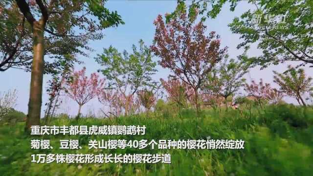 重庆:深山春色 樱花漫舞