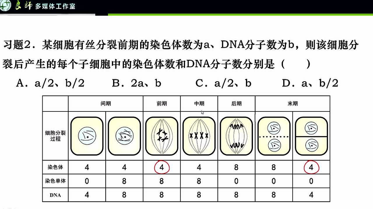 细胞有丝分裂过程中染色体染色单体和dna分子数目的变化