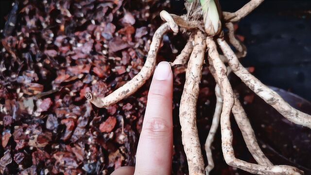 用这种“傻瓜土”植料配方,新手也能养好兰花!