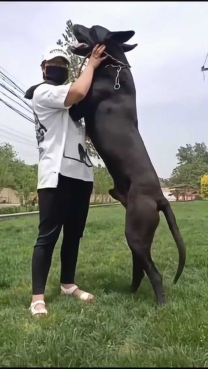 给大家科普一下,黑狼犬到底可以长到多大