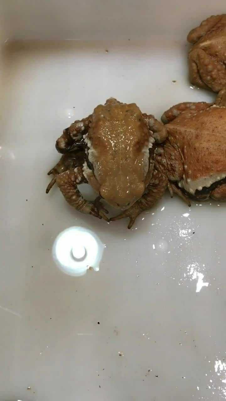 蟾蜍宝宝正在蜕皮,它要把自己褪下来的皮吃掉