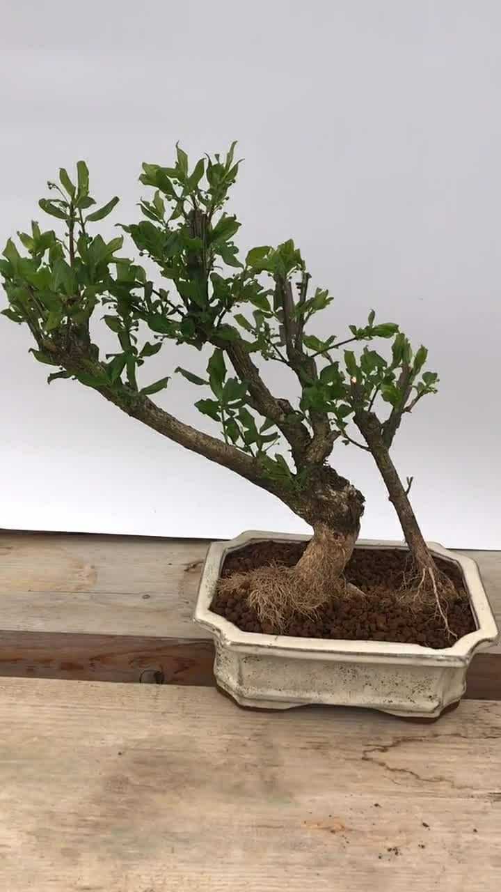 一颗山采鬼箭羽卫茅满树的花苞很期待你开花后的样子