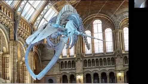 【艺予出品】坐在家里逛博物馆系列-伦敦自然历史博物馆《蓝鲸》