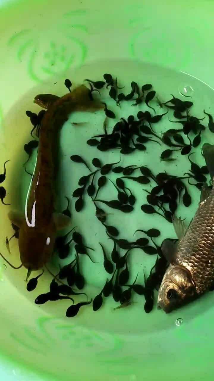 把鱼和小蝌蚪放在一块儿养让它们有回家的感觉