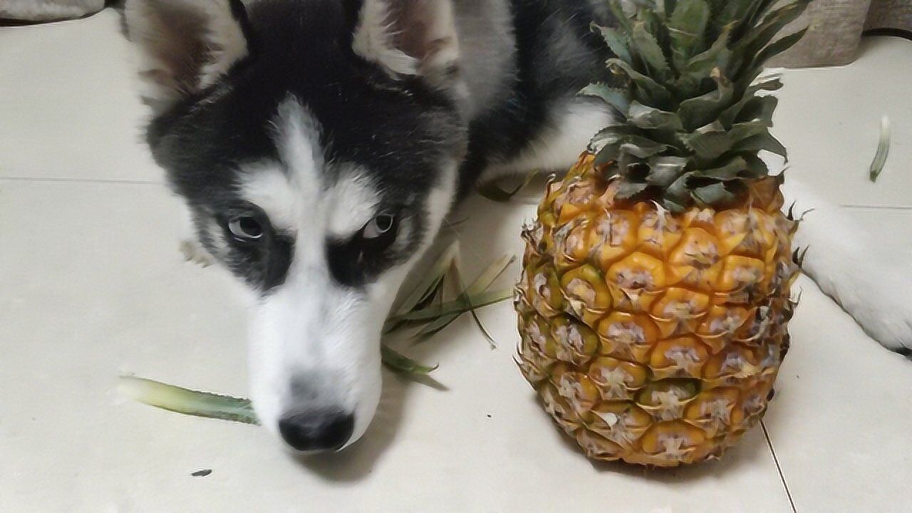 哈士奇挑战吃菠萝这货太狠了菠萝皮和叶子一起吃