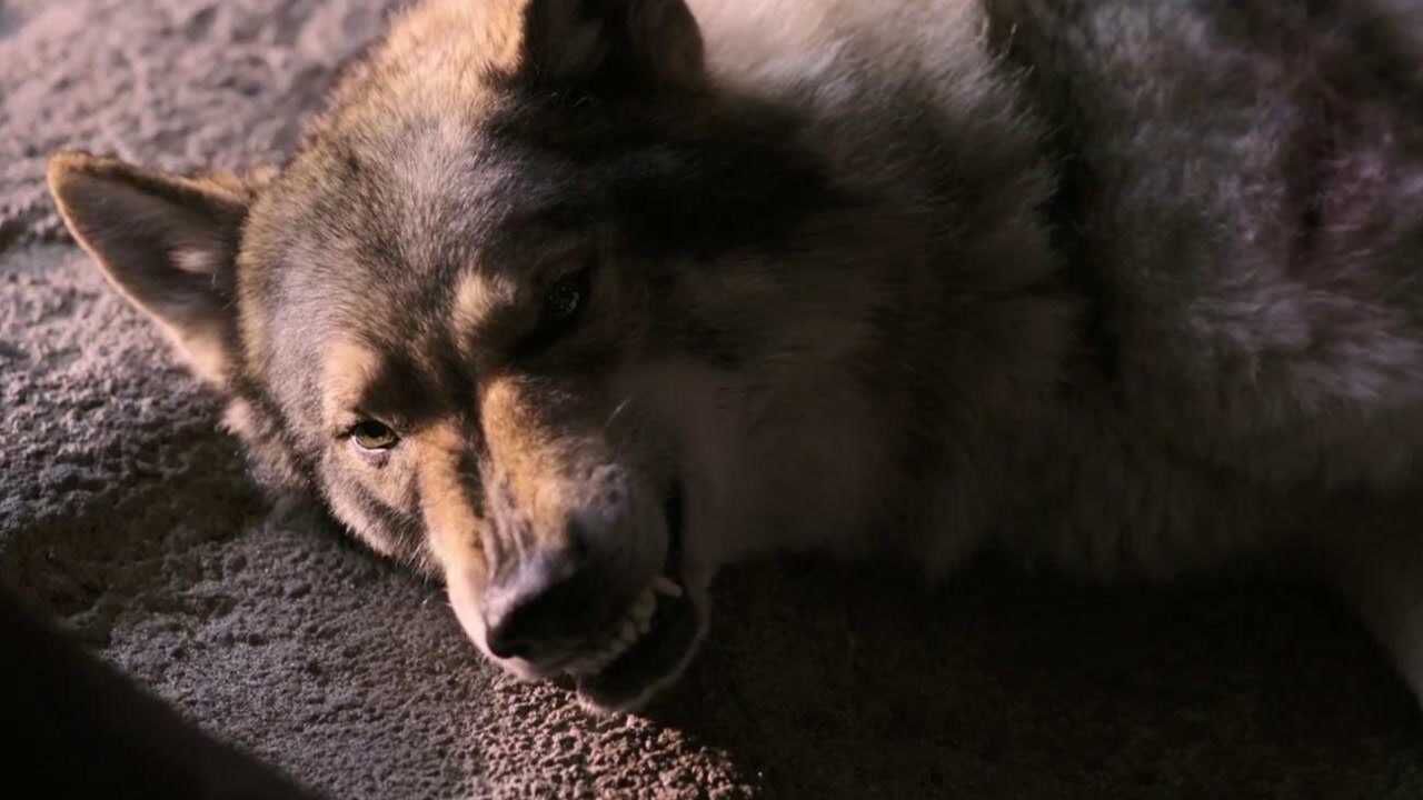 狼腿受伤还对小伙耍狠可小伙抓来蛆虫洒在狼腿上给它清理伤口