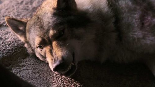 狼腿受伤还对小伙耍狠可小伙抓来蛆虫洒在狼腿上给它清理伤口