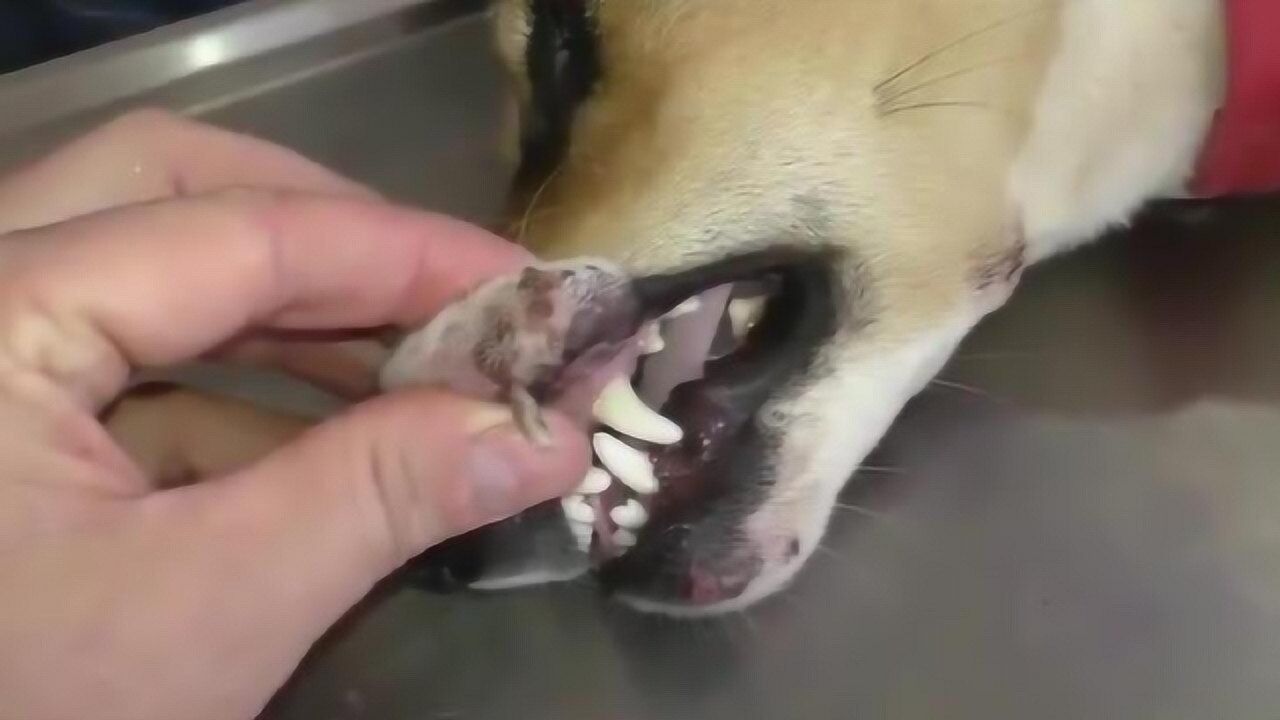 狗狗被皮蝇寄生于嘴唇上内拔出幼虫的那一刻简直爽到爆