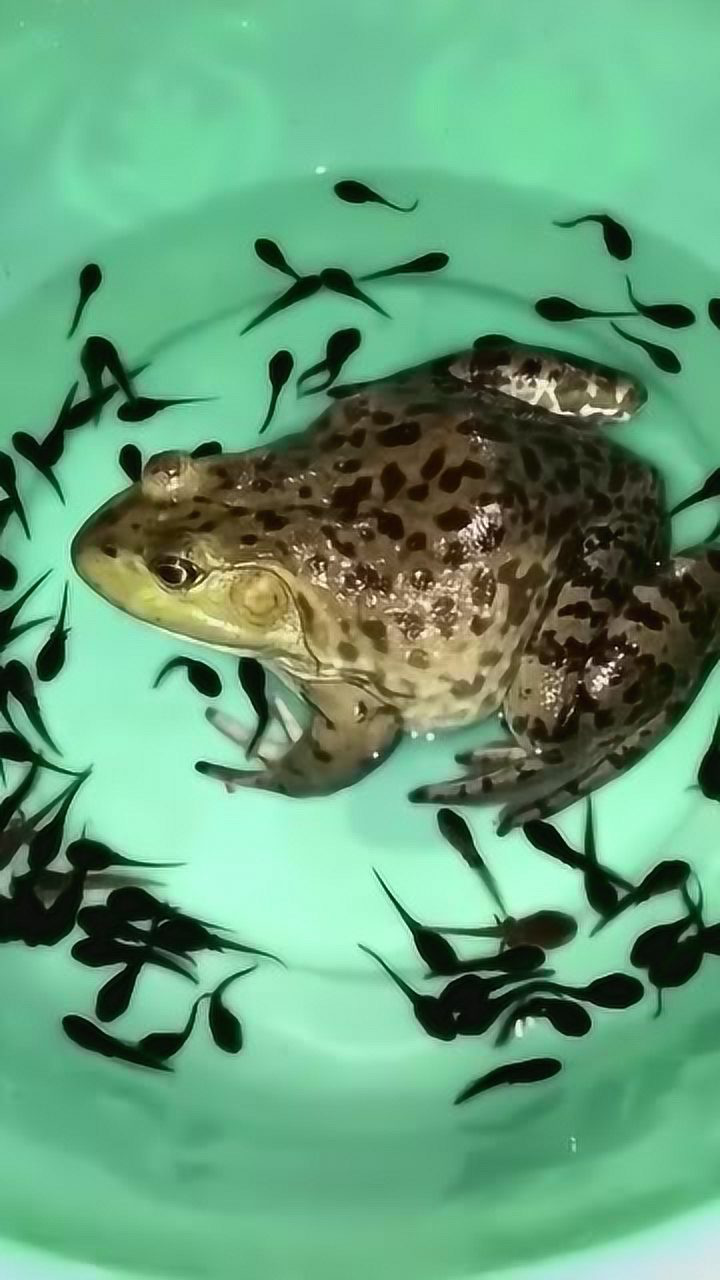 小蝌蚪找妈妈,找到了青蛙摇摇尾巴!