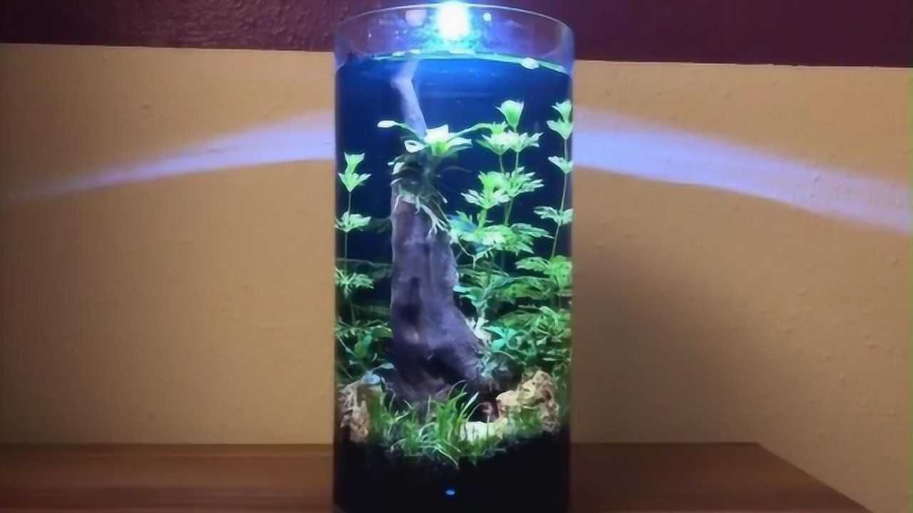 水草缸圆柱鱼缸造景精致小巧放桌子上面一定很好看