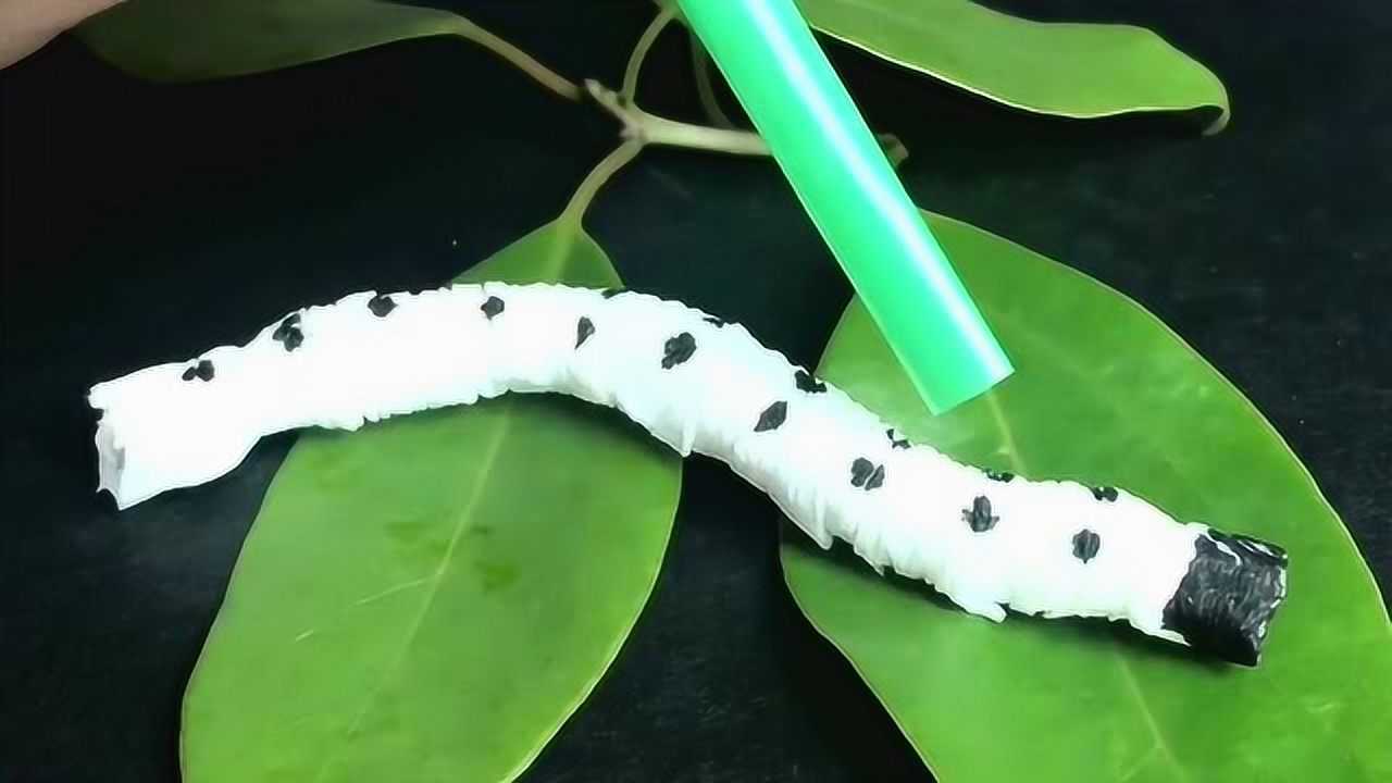 今天教大家自制一款玩具,遇水会动的蚕宝宝,赶快跟孩子一起试试吧