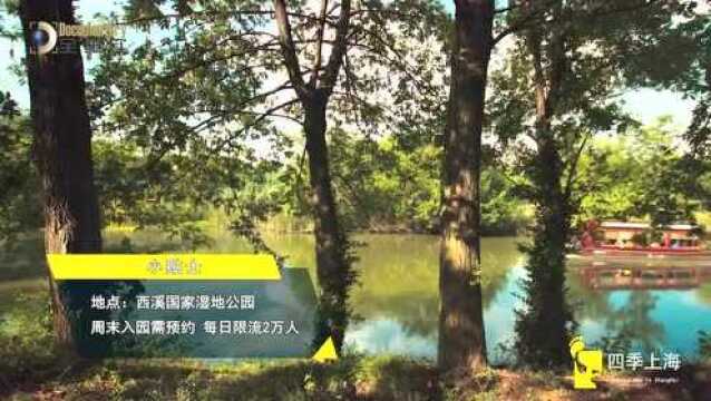 2020西溪湿地ⷮŠ洪园春季游园会启动