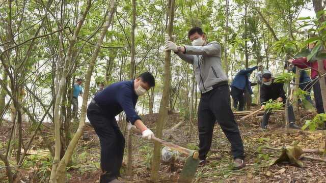 深圳葵涌办事处开展义务植树活动