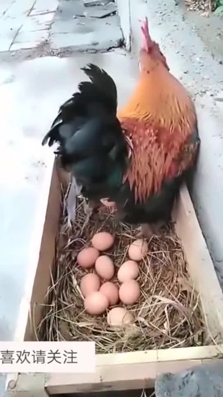 爆笑! 公鸡下蛋见过吗