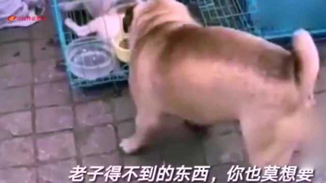 给大家介绍一头英俊的猪,谁是猪,哼!