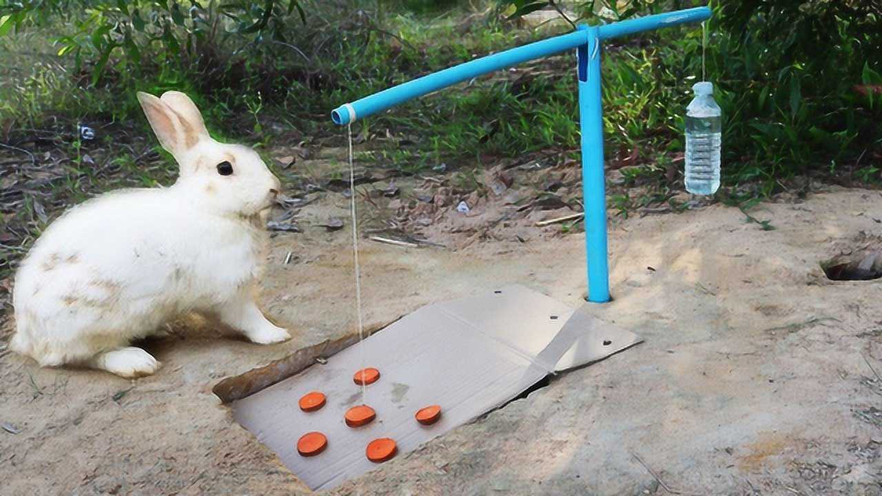 男子野外用矿泉水抓兔子,没想到一抓一个准,看完让人意外