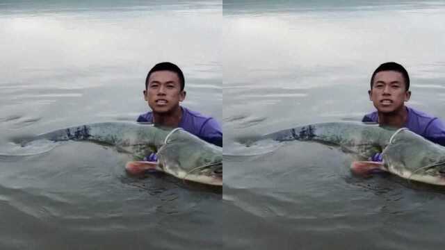 野生怀头鲶鱼王