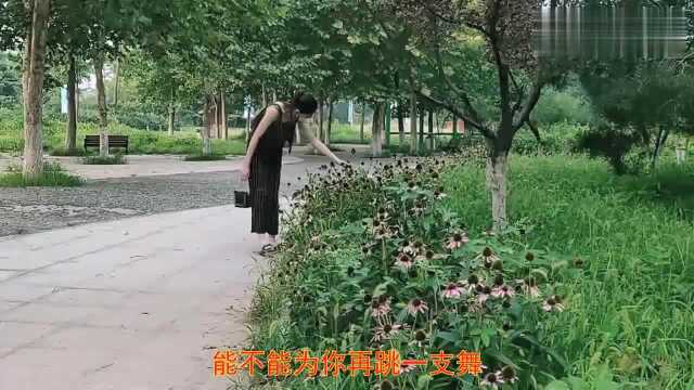 经典金曲!《白狐》情意绵绵,写实的歌词