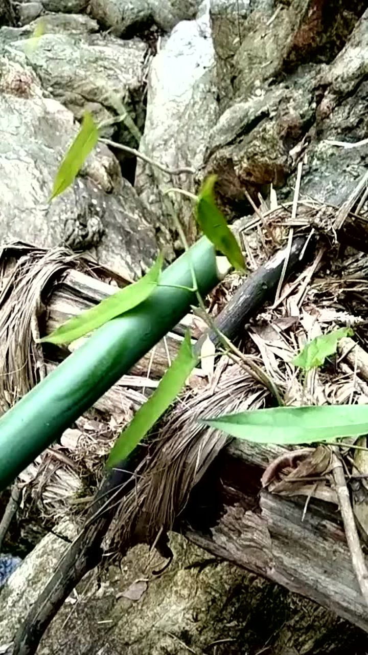 九牛胆好药材不挖留着千古