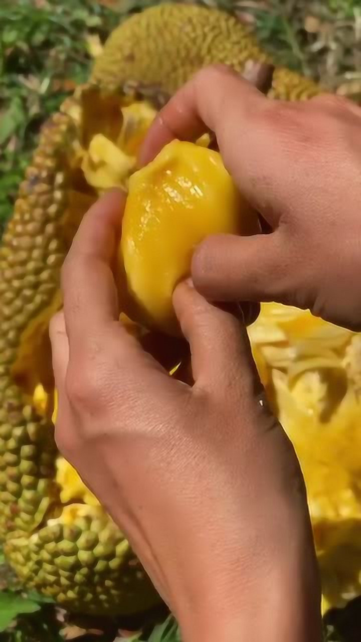 菠萝蜜熟透了的图片图片