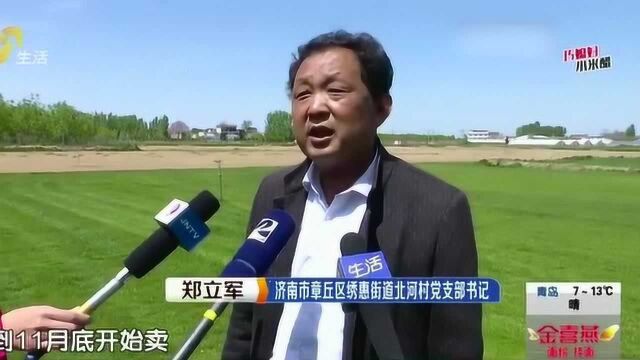 草里淘金!不种庄稼改“种草” 小乡村种出大产业 前景可期收入高