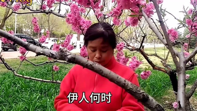 春天就是美 桃花更娇艳不愿离去!让桃花朵朵飞———司徒兰芳