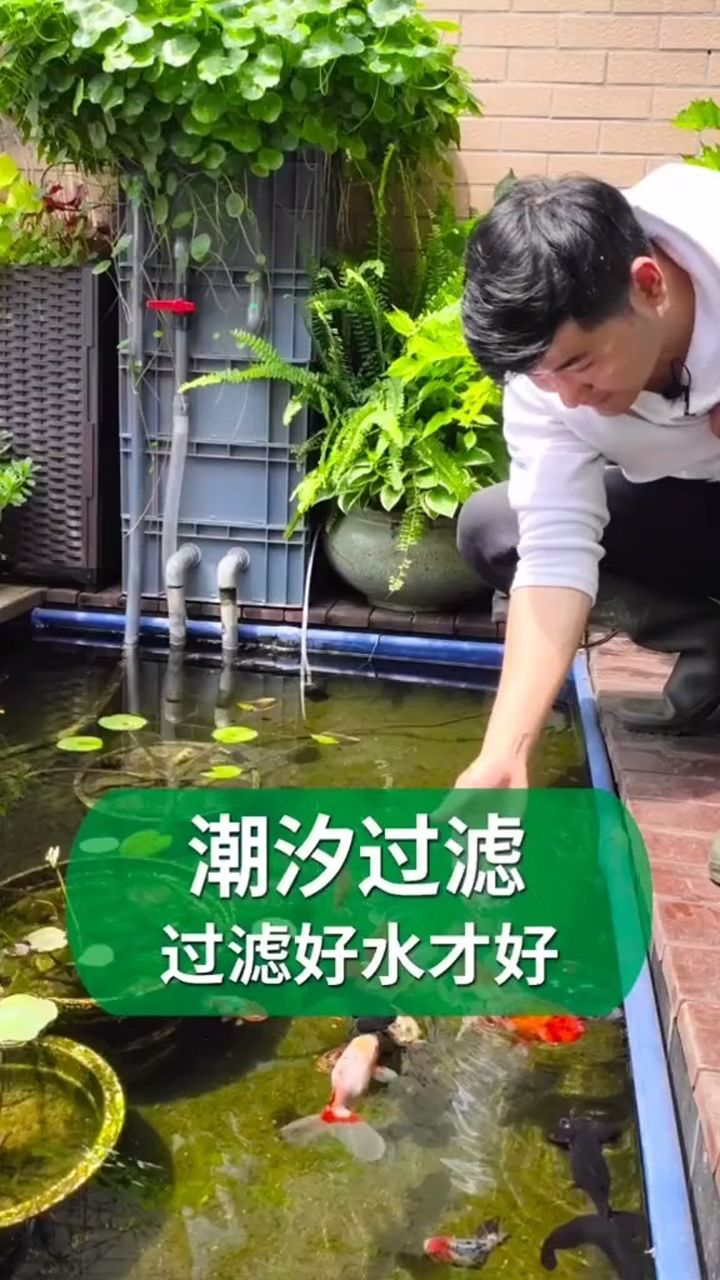 给鱼池再装一个沼泽过滤箱不生绿藻鱼不生病