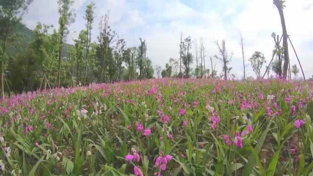 花开四川(65)丨白芨花开:春睹芳容 冬采药材