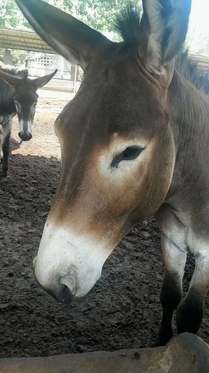 看这头驴真的很帅,真是头标准帅驴,太帅了!