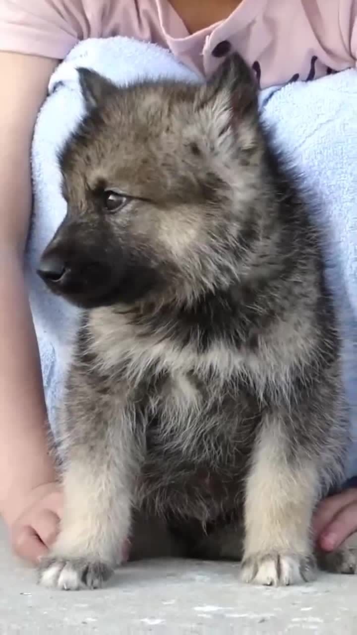 刚刚满月的小狼崽,这炯炯有神的眼睛,真是太可爱了!