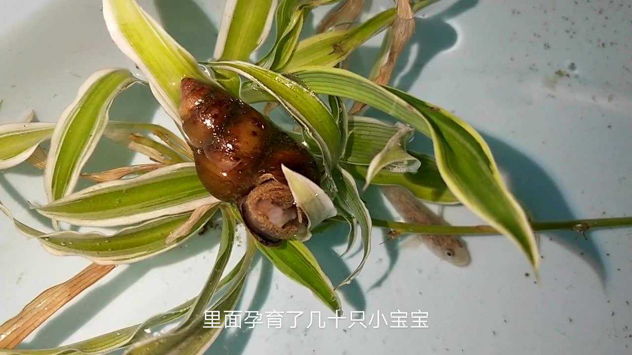 田螺妈妈生宝宝啦!已经生下一只,肚子里看见了还有好几只呢