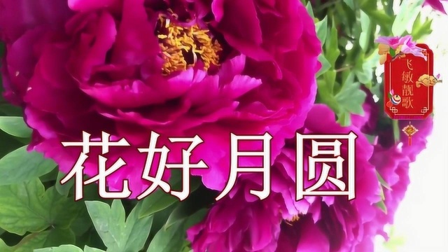 高清红牡丹花欣赏,一首醉倒一片《花好月圆》,原你人生圆圆满满