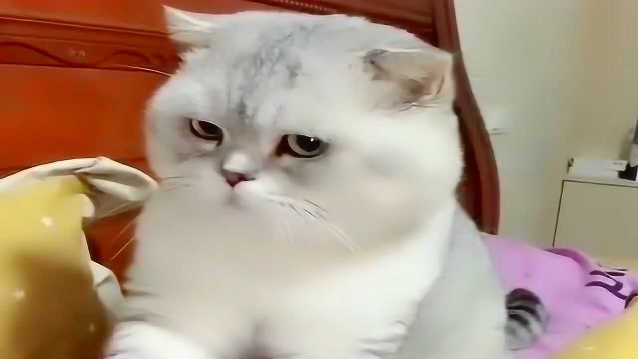 被迫营业的猫咪,一脸不屑,网友:小表情太欠揍了