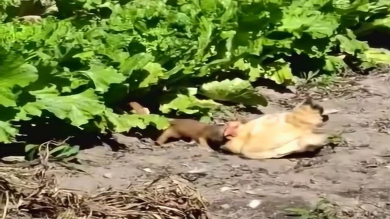 实拍黄鼠狼抓鸡,太厉害了,母鸡根本无力反抗!_腾讯视频