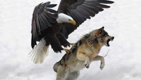 世界“最大”的鹰，可以把野狼当做食物，怪不得被称为天之骄子