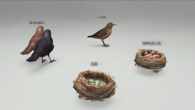 生物篇 3D动画演示 脊椎动物的生命周期 鸟类