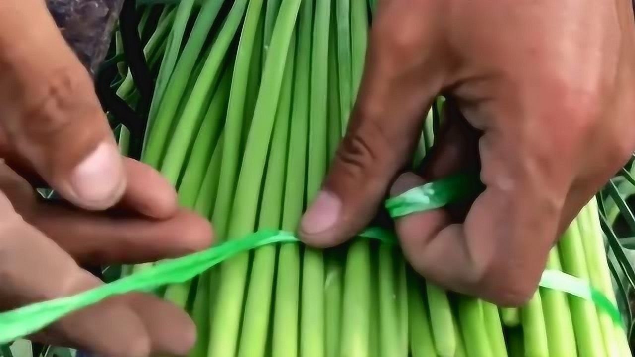 教你给蒜苔打捆,这样打出来即结实有方便,来自知种植户的经验!