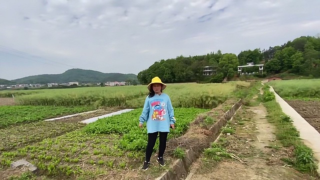 又一个新项目挣钱快,200元一斤很短缺,做好年入百万很简单