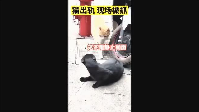 猫猫出轨被自己的对象当场抓获,表情很到位