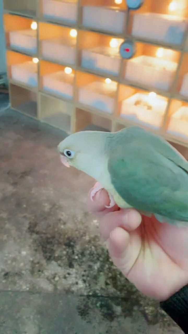 蓝化的凤梨鹦鹉它的长相给人的感觉是很有灵气的