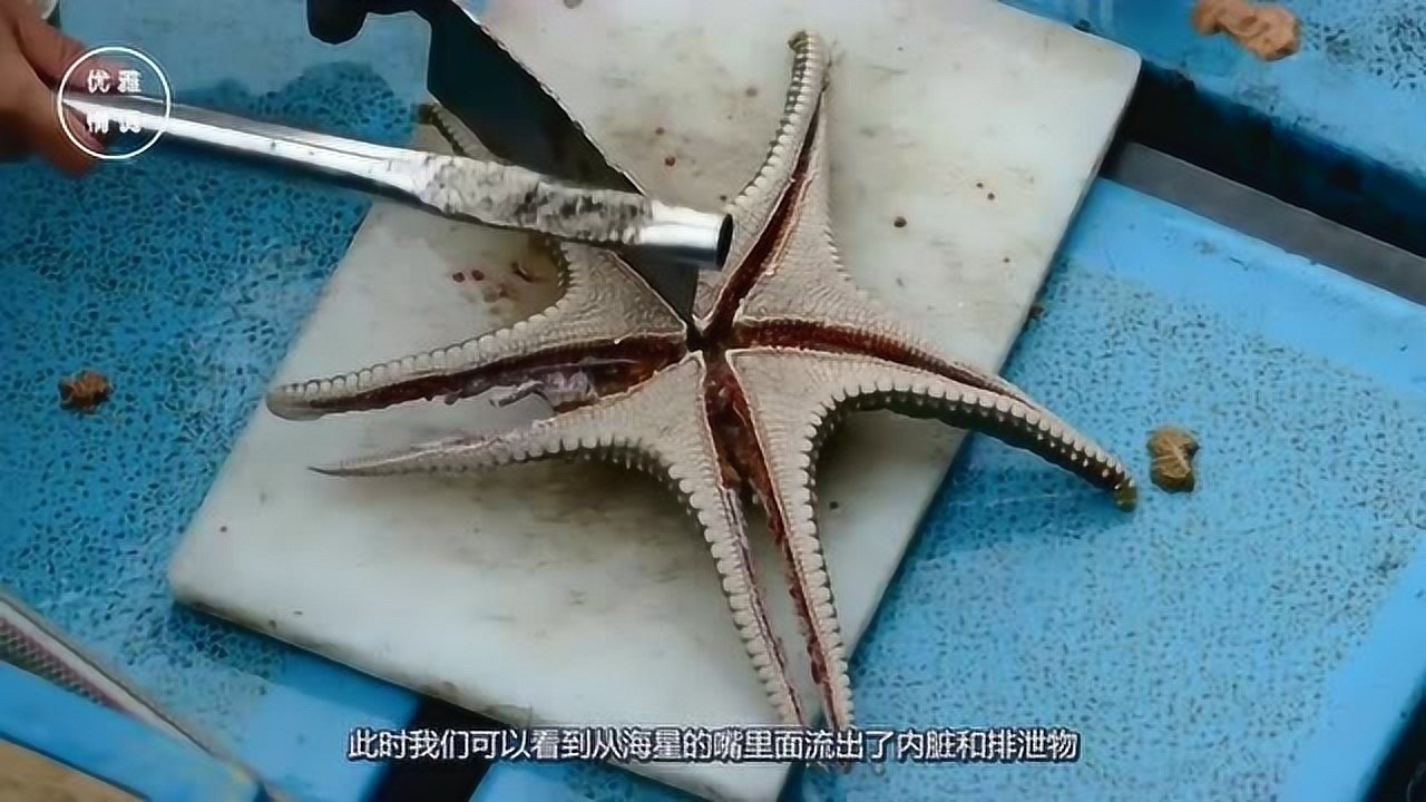 海星确定能吃吗渔民将新鲜的海星切开差点就吐了