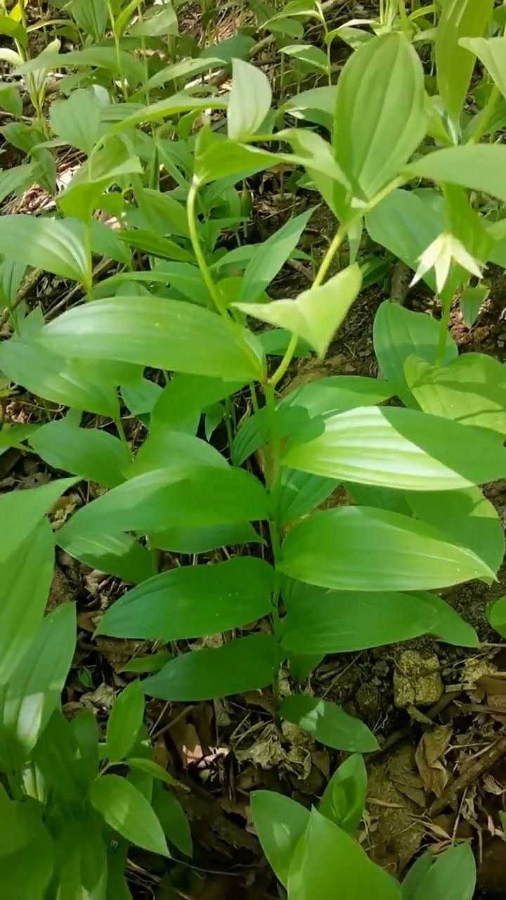 宝珠草,为双子叶植物,它可以清肺止咳健脾养胃