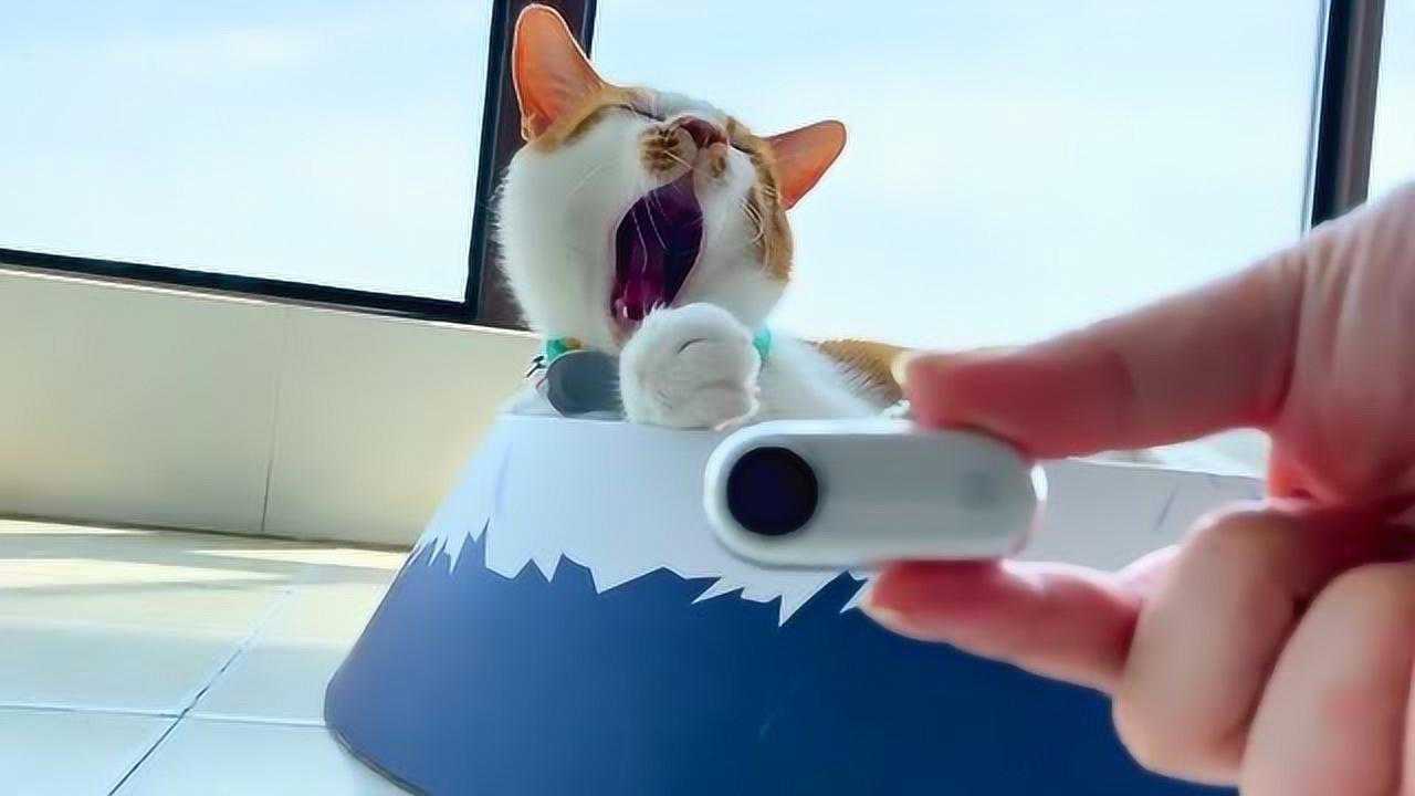 小姐姐在猫咪脖子上安装一款拇指摄像头监控它一天的生活
