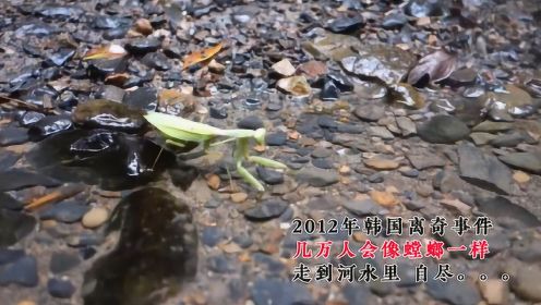 2012年韩国离奇事件，几万人像螳螂一样，走到河中自尽